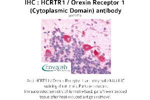 Image no. 1 for anti-Hypocretin (Orexin) Receptor 1 (HCRTR1) (3rd Cytoplasmic Domain) antibody (ABIN1735352) (HCRTR1 antibody  (3rd Cytoplasmic Domain))