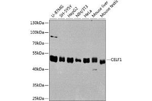 Western blot analysis of extracts of various cell lines, using CELF1 antibody (ABIN6131012, ABIN6138399, ABIN6138400 and ABIN6221641) at 1:1000 dilution.