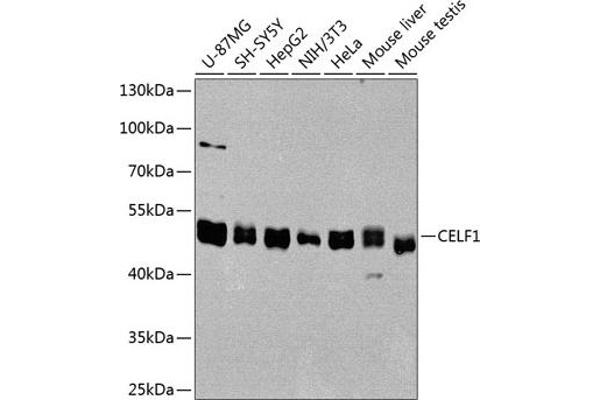CELF1 antibody  (AA 108-483)