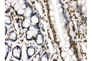 Anti- Lamin B1 Picoband antibody, IHC(P) IHC(P): Rat Intestine Tissue (Lamin B1 antibody  (AA 266-583))
