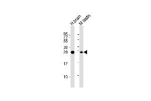 Western Blot at 1:2000 dilution Lane 1: human brain lysate Lane 2: mouse testis lysate Lysates/proteins at 20 ug per lane. (PLD6 antibody  (AA 125-154))