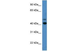 WB Suggested Anti-OPN1SW  Antibody Titration: 0.