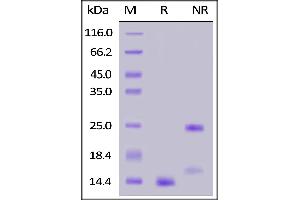 Biotinylated Human  1, Avitag™ on  under reducing (R) and ing (NR) conditions. (TGFB1 Protein (AA 279-390) (AVI tag,Biotin))