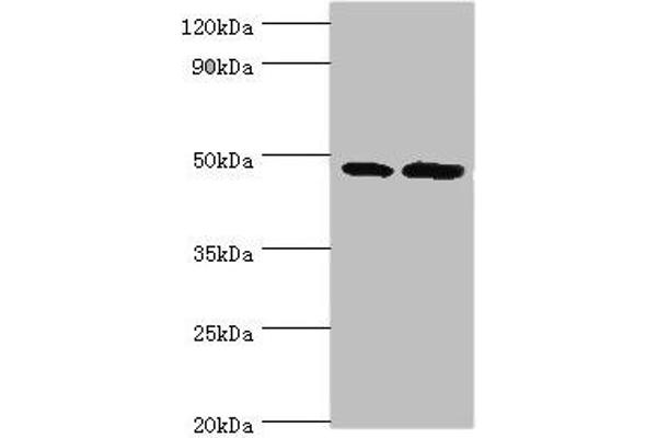 AP1m2 抗体  (AA 164-423)