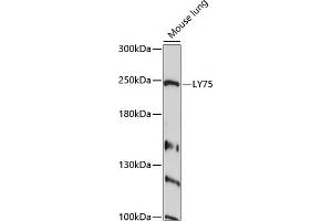 Western blot analysis of extracts of mouse lung, using LY75 antibody  at 1:1000 dilution. (LY75/DEC-205 antibody  (AA 440-680))