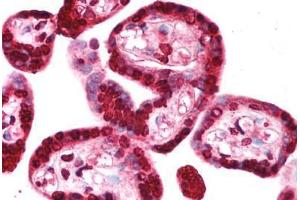 Human Placenta (formalin-fixed, paraffin-embedded) stained with TRIM34 antibody ABIN213722 at 2. (TRIM34 antibody  (AA 49-98))