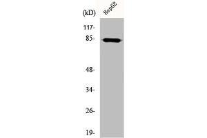 Western Blot analysis of HepG2 cells using DCAMKL2 Polyclonal Antibody (DCLK2 antibody  (N-Term))