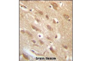 C7orf36 Antibody (Center) (ABIN657250 and ABIN2846348) immunohistochemistry analysis in formalin fixed and paraffin embedded human brain tissue followed by peroxidase conjugation of the secondary antibody and DAB staining. (YAE1D1 antibody  (AA 131-160))