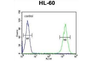 ZNF30 Antibody (N-term) flow cytometric analysis of HL-60 cells (right histogram) compared to a negative control cell (left histogram). (ZFP30 antibody  (N-Term))