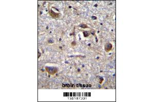 MAPK14 Antibody (Center T180/Y182) immunohistochemistry analysis in formalin fixed and paraffin embedded human brain tissue followed by peroxidase conjugation of the secondary antibody and DAB staining. (MAPK14 antibody  (AA 158-192))