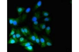 Immunofluorescent analysis of Hela cells using ABIN7167074 at dilution of 1:100 and Alexa Fluor 488-congugated AffiniPure Goat Anti-Rabbit IgG(H+L) (RGL2 antibody  (AA 145-328))