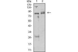 Western Blotting (WB) image for anti-Ubiquitin-Like, Containing PHD and RING Finger Domains, 1 (UHRF1) (AA 616-755) antibody (ABIN5542545)
