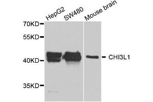 Western blot analysis of extract of various cells, using CHI3L1 antibody. (CHI3L1 antibody)