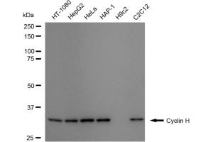 Western blotting analysis using Cyclin H antibody (ABIN7798202).