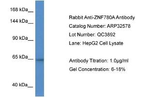 WB Suggested Anti-ZNF780A Antibody   Titration: 1. (ZNF780A antibody  (N-Term))