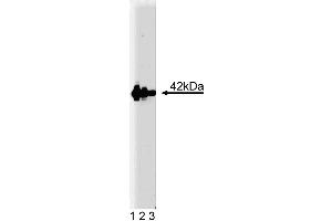 Western blot analysis of Flotillin-2 on human endothelial cell lysate. (Flotillin 2 antibody  (AA 122-379))