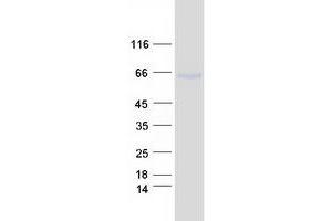 Validation with Western Blot (GALNT13 Protein (Myc-DYKDDDDK Tag))