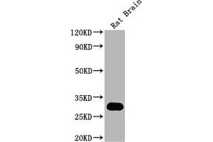 Western Blot Positive WB detected in: Rat Brain tissue All lanes: Hmgb1 antibody at 1:2000 Secondary Goat polyclonal to rabbit IgG at 1/50000 dilution Predicted band size: 25 kDa Observed band size: 30 kDa (HMGB1 antibody  (AA 2-18))