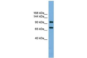 WB Suggested Anti-Ttf1 Antibody Titration: 0.