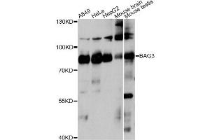 Western blot analysis of extracts of various cell lines, using BAG3 antibody. (BAG3 antibody)