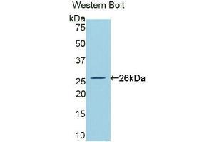 CLCF1 antibody  (AA 28-225)