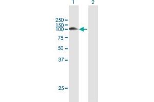 Western Blot analysis of DNMBP expression in transfected 293T cell line by DNMBP MaxPab polyclonal antibody.