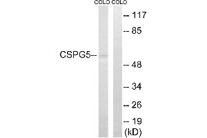 Western blot analysis of extracts from COLO cells, using CSPG5 antibody. (CSPG5 antibody)