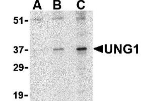 Western Blotting (WB) image for anti-Uracil-DNA Glycosylase (UNG) (N-Term) antibody (ABIN1031654) (UNG antibody  (N-Term))
