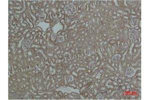 Immunohistochemistry (IHC) analysis of paraffin-embedded Mouse Kidney Tissue using HSP60 Polyclonal Antibody. (HSPD1 antibody)