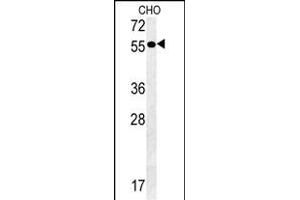 Y2A Antibody (C-term) (ABIN651607 and ABIN2840322) western blot analysis in CHO cell line lysates (35 μg/lane). (AMY2A antibody  (C-Term))