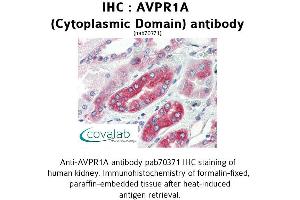 Image no. 1 for anti-Arginine Vasopressin Receptor 1A (AVPR1A) (Cytoplasmic Domain) antibody (ABIN1732147) (AVPR1A antibody  (Cytoplasmic Domain))