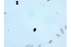 Immunocytochemistry analysis of ABIN7127311 diluted at 1:100 and staining in Hela cells performed on a Leica BondTM system. (Recombinant Histone H3.3 antibody  (pThr3))