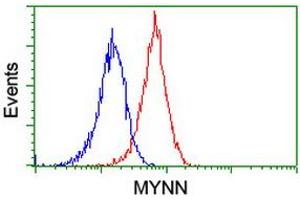 Image no. 4 for anti-Myoneurin (MYNN) (AA 10-300) antibody (ABIN1490790)
