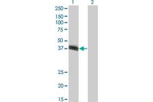 Western Blot analysis of HLF expression in transfected 293T cell line by HLF monoclonal antibody (M03), clone M1. (HLF antibody  (AA 1-295))