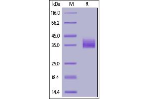 Biotinylated Human Siglec-15, His,Avitag (recommended for biopanning) on  under reducing (R) condition. (SIGLEC15 Protein (AA 20-263) (His tag,AVI tag,Biotin))