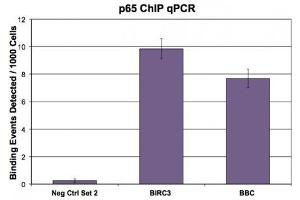 NFκB p65 (pAb) tested by ChIP. (NF-kB p65 antibody  (C-Term))