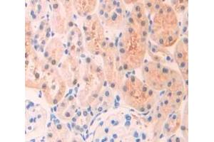 IHC-P analysis of Rat Tissue, with DAB staining. (IGFBP6 antibody  (AA 51-226))