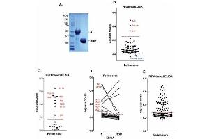 ELISA results using Goat Anti-Cat IgG HRP. (Goat anti-Cat IgG (Heavy & Light Chain) Antibody (HRP))