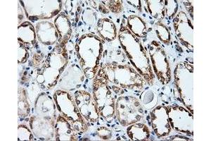 Immunohistochemical staining of paraffin-embedded prostate tissue using anti-APP mouse monoclonal antibody. (APP antibody)