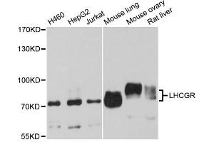 Western blot analysis of extracts of various cell lines, using LHCGR antibody (ABIN1980282) at 1:1000 dilution. (LHCGR antibody)