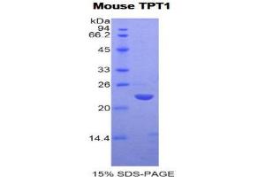 SDS-PAGE (SDS) image for Tumor Protein, Translationally-Controlled 1 (TPT1) (AA 1-172) protein (His tag) (ABIN2122296)