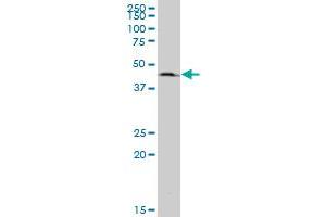 EIF3S5 polyclonal antibody (A01), Lot # 070109QCSb Western Blot analysis of EIF3S5 expression in PC-12 . (EIF3F antibody  (AA 258-357))