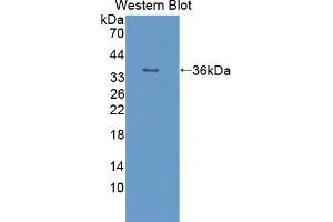 Western blot analysis of the recombinant protein. (PON2 antibody  (AA 4-289))