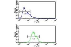 Integrin alpha 5 antibody flow cytometric analysis of CEM cells (green) compared to a negative control (blue). (ITGA5 antibody  (AA 796-822))