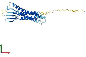 AlphaFold protein structure predicition of Human Recombinant CLDN4 Protein, UniprotID O14493 (Claudin 4 Protein (CLDN4) (AA 1-209) (His tag))