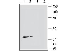 Western blot analysis of human  monocytic leukemia cell line lysates (lanes 1 and 3) and human  promyelocytic leukemia cell line lysates (lanes 2 and 4):1-2. (Hydroxycarboxylic Acid Receptor 2 (HCAR2) Peptide)
