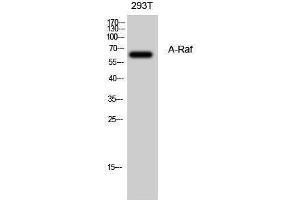 Western Blotting (WB) image for anti-V-Raf Murine Sarcoma 3611 Viral Oncogene Homolog (ARAF) (Internal Region) antibody (ABIN3173858) (ARAF antibody  (Internal Region))
