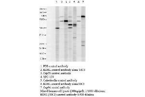 Western blot analysis of Human Cell line lysates showing detection of KDEL protein using Rabbit Anti-KDEL Polyclonal Antibody . (KDEL antibody  (Atto 488))