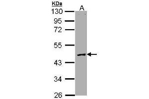 WB Image Sample (30 ug of whole cell lysate) A: Molt-4 , 10% SDS PAGE antibody diluted at 1:3000 (PROC antibody)