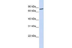 WB Suggested Anti-ACO2 Antibody Titration: 0. (ACO2 antibody  (N-Term))
